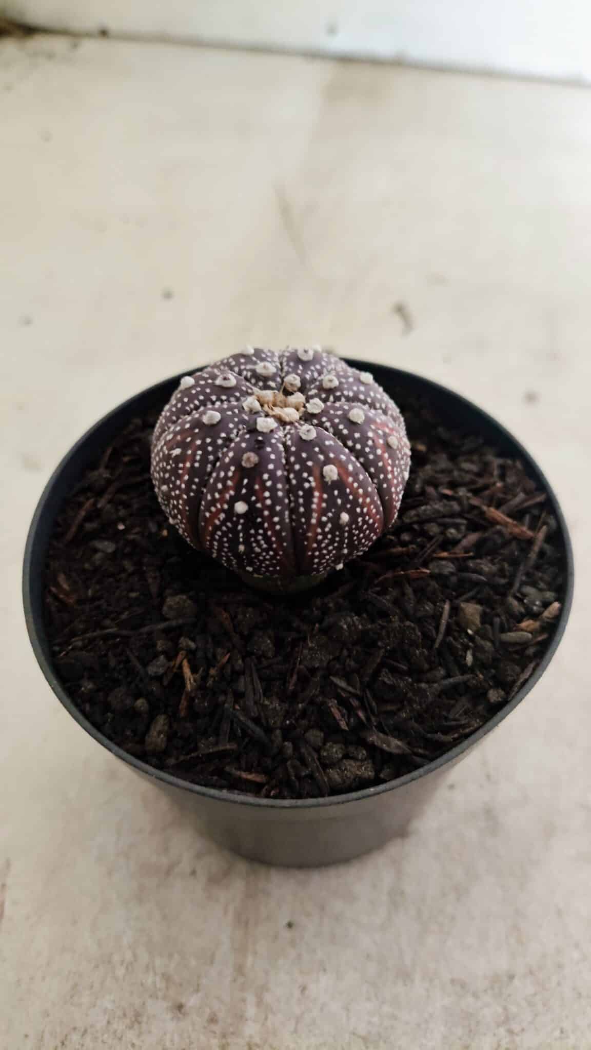 ASTROPHYTUM ASTERIAS “Purple”  Nº 1037 – vaso 09 - foto 7