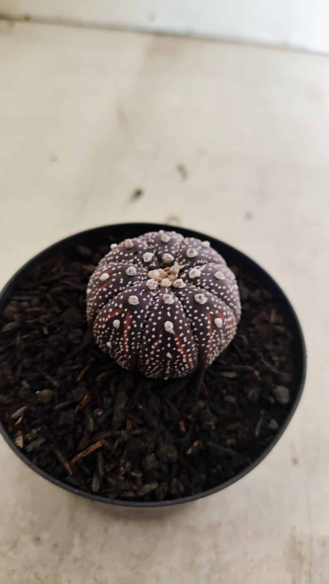ASTROPHYTUM ASTERIAS “Purple”  Nº 1037 – vaso 09 - foto 6