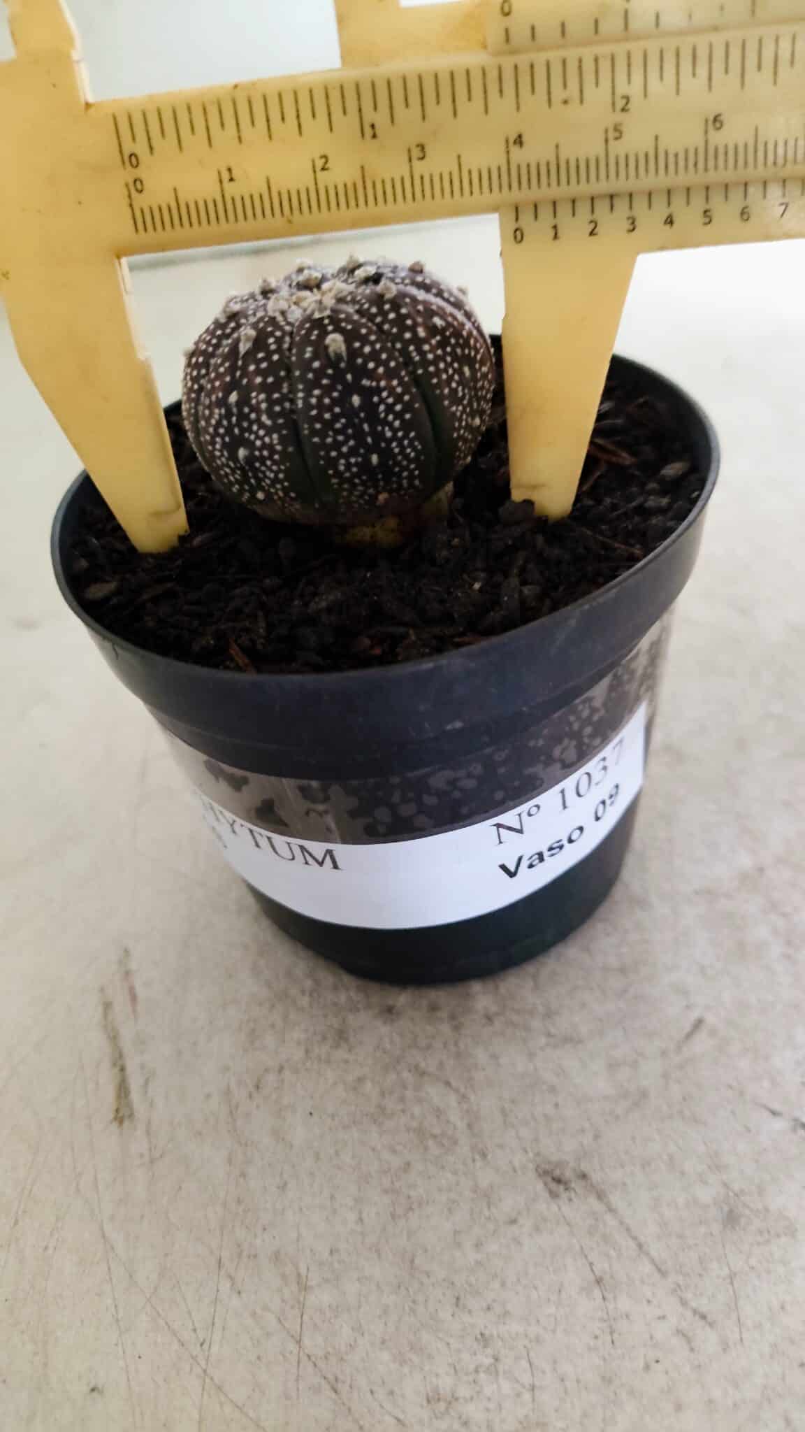 ASTROPHYTUM ASTERIAS “Purple”  Nº 1037 – vaso 09 - foto 4