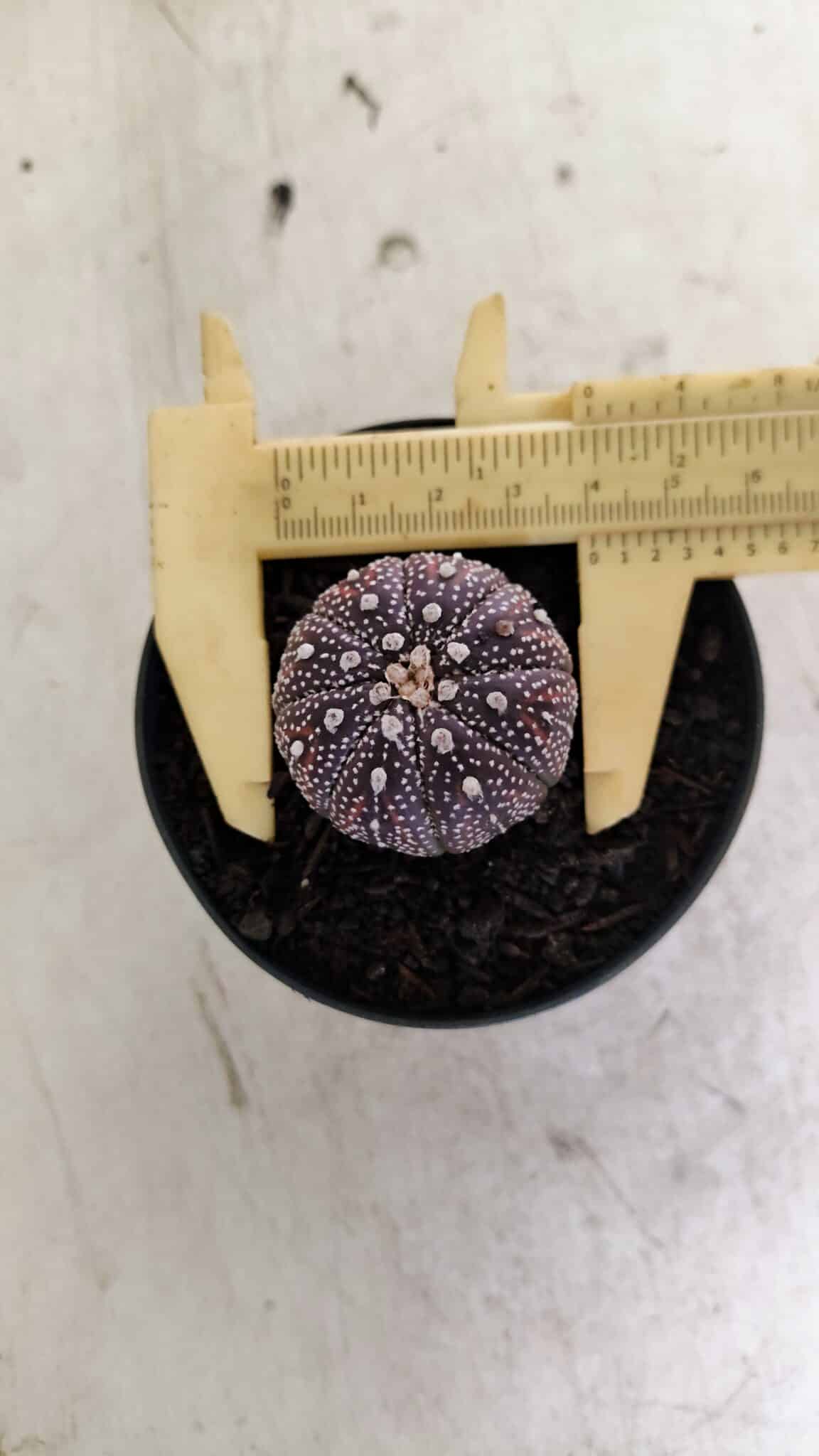 ASTROPHYTUM ASTERIAS “Purple”  Nº 1037 – vaso 09 - foto 5