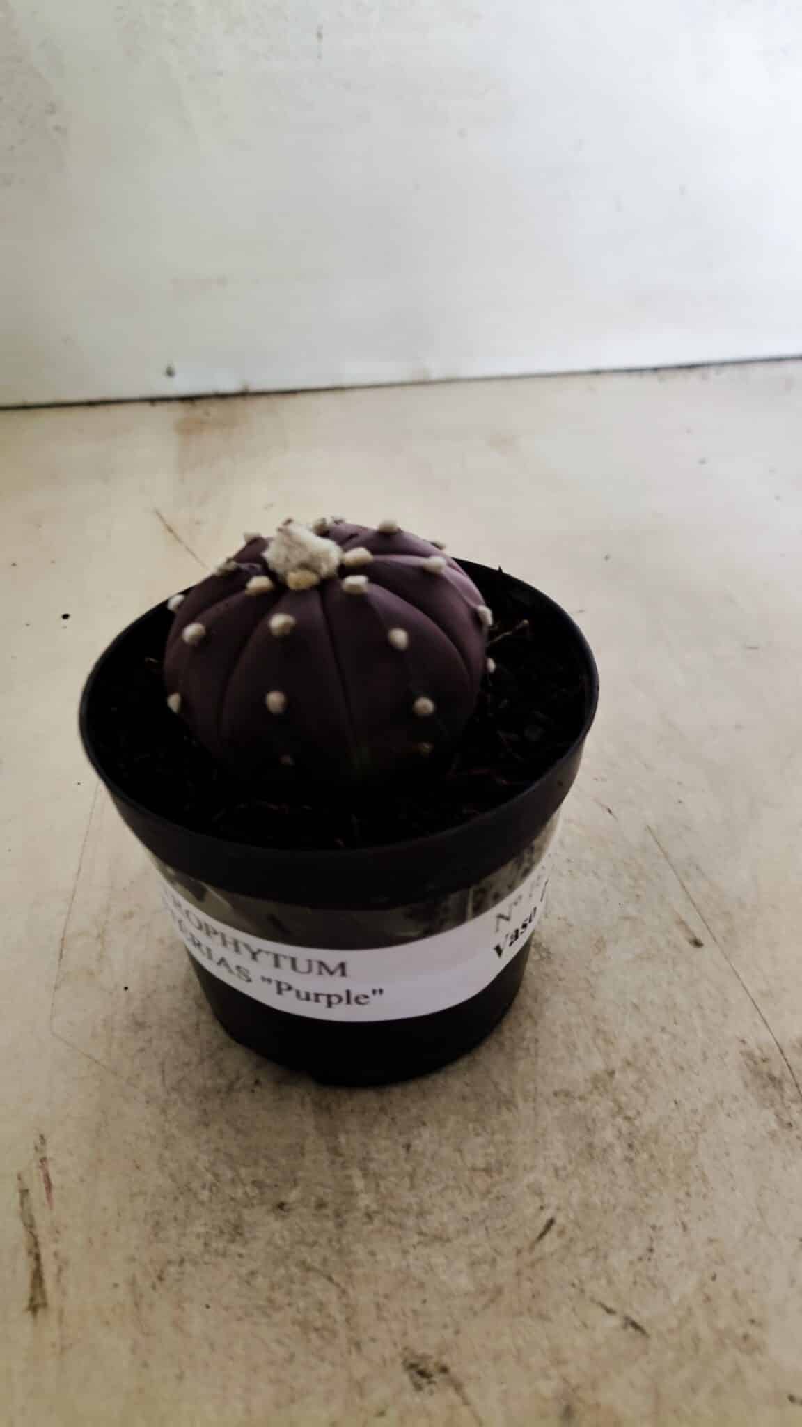ASTROPHYTUM ASTERIAS “Purple”  Nº 1038 – vaso 09 - foto 2