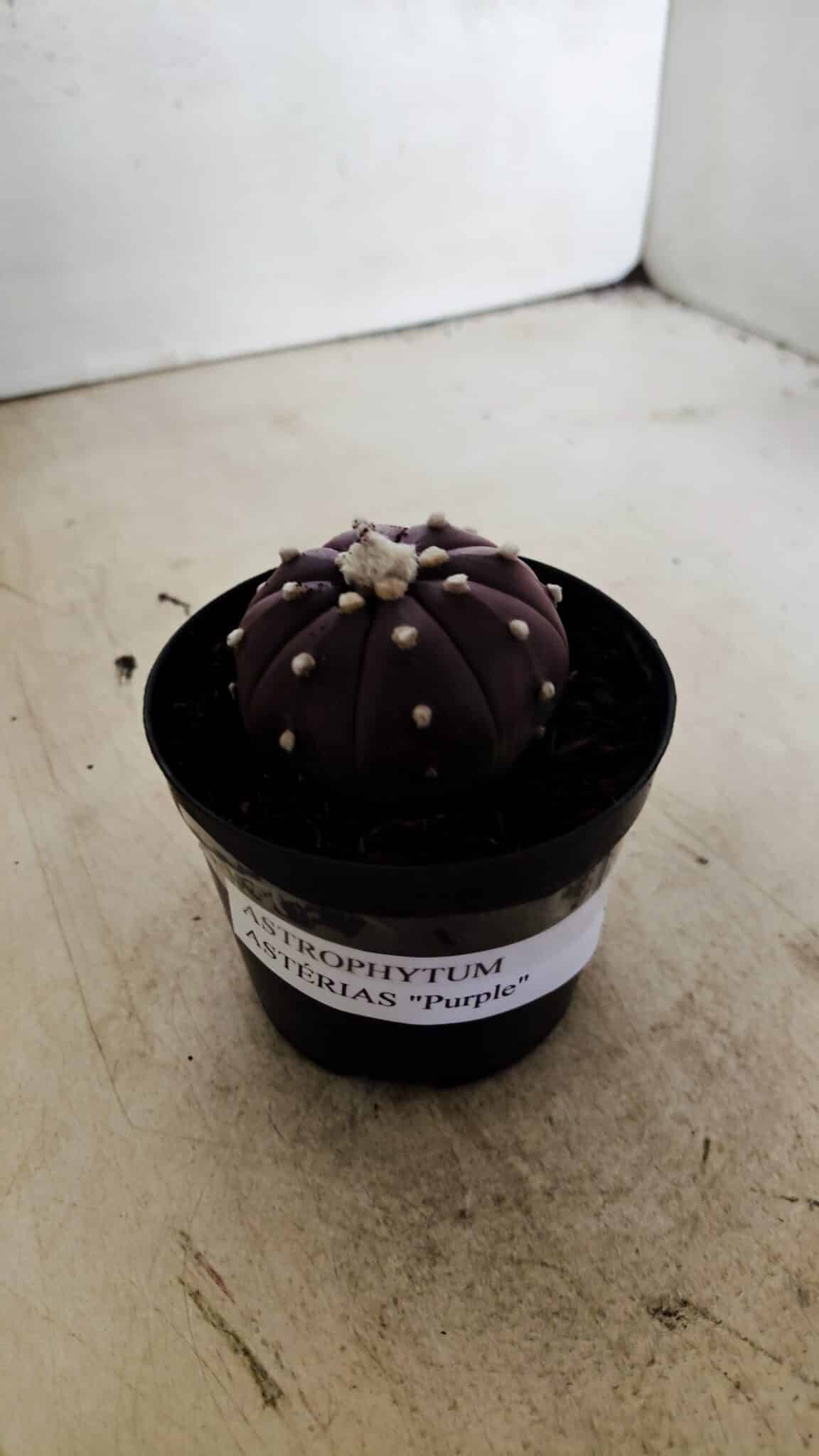 ASTROPHYTUM ASTERIAS “Purple”  Nº 1038 – vaso 09 - foto 9