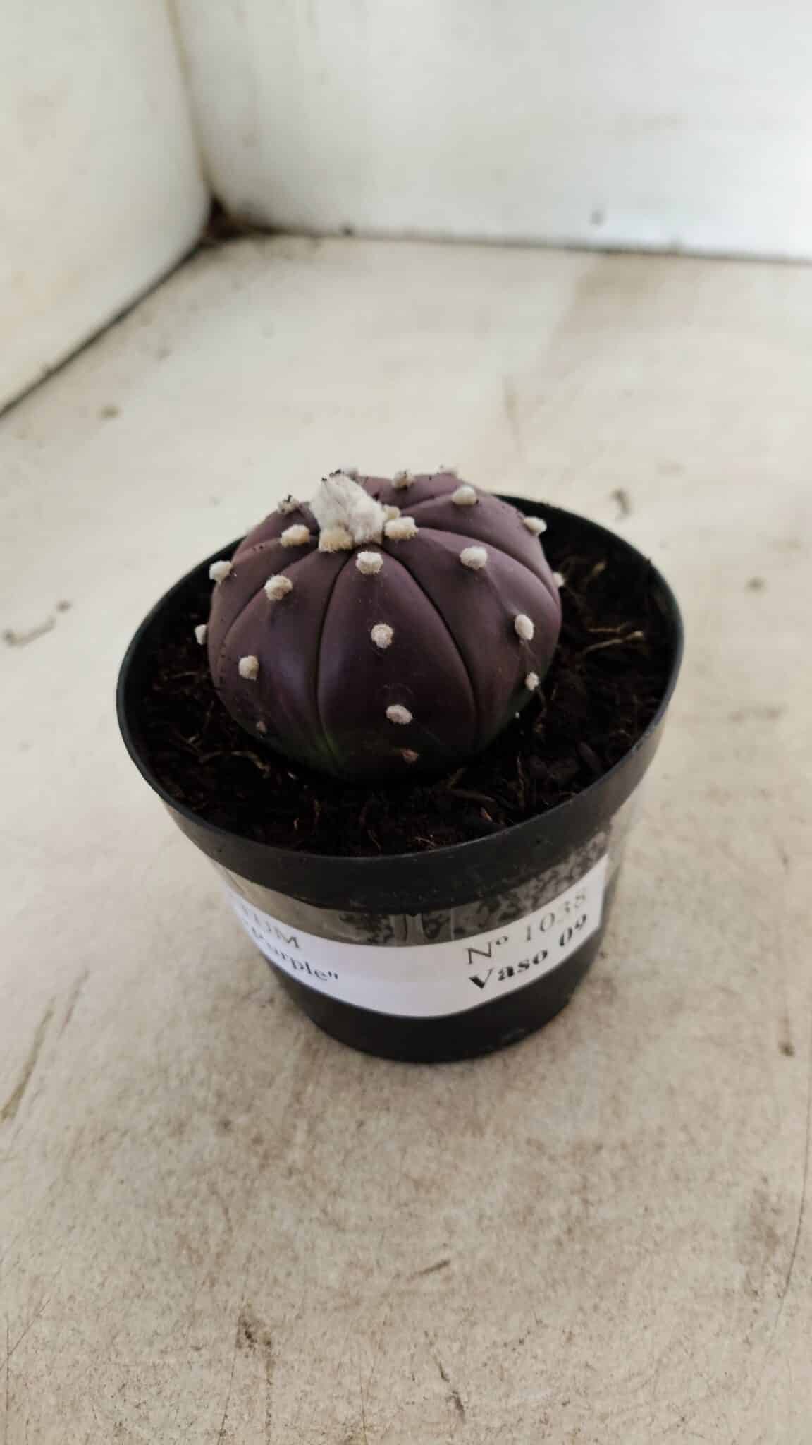 ASTROPHYTUM ASTERIAS “Purple”  Nº 1038 – vaso 09 - foto 8