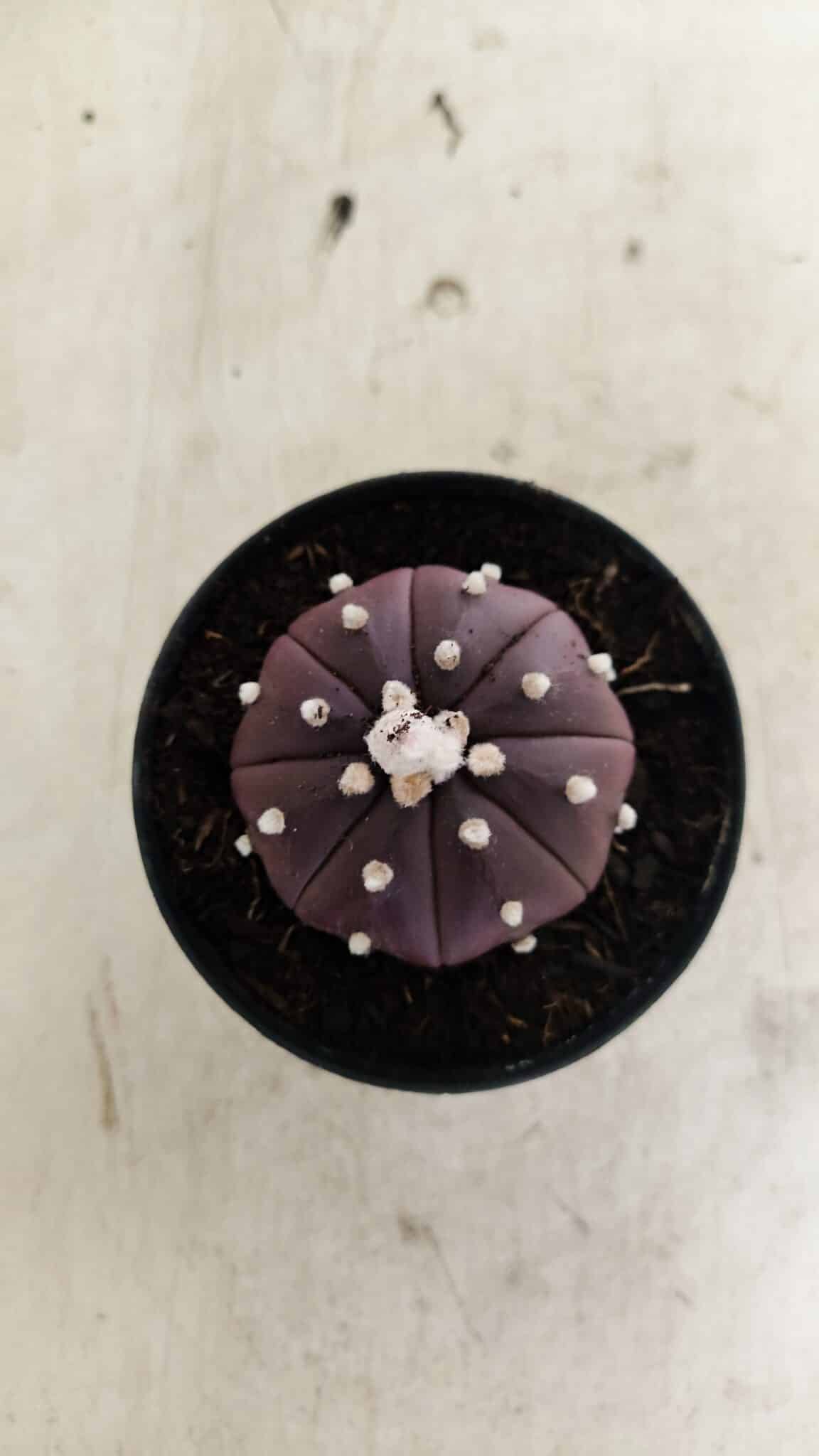 ASTROPHYTUM ASTERIAS “Purple”  Nº 1038 – vaso 09 - foto 3