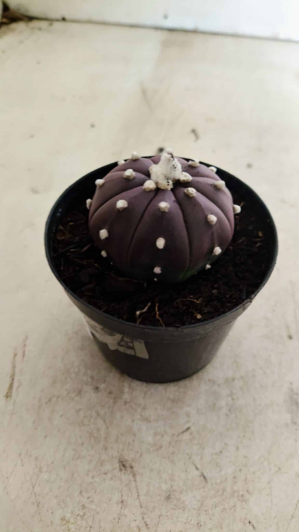 ASTROPHYTUM ASTERIAS “Purple”  Nº 1038 – vaso 09 - foto 7