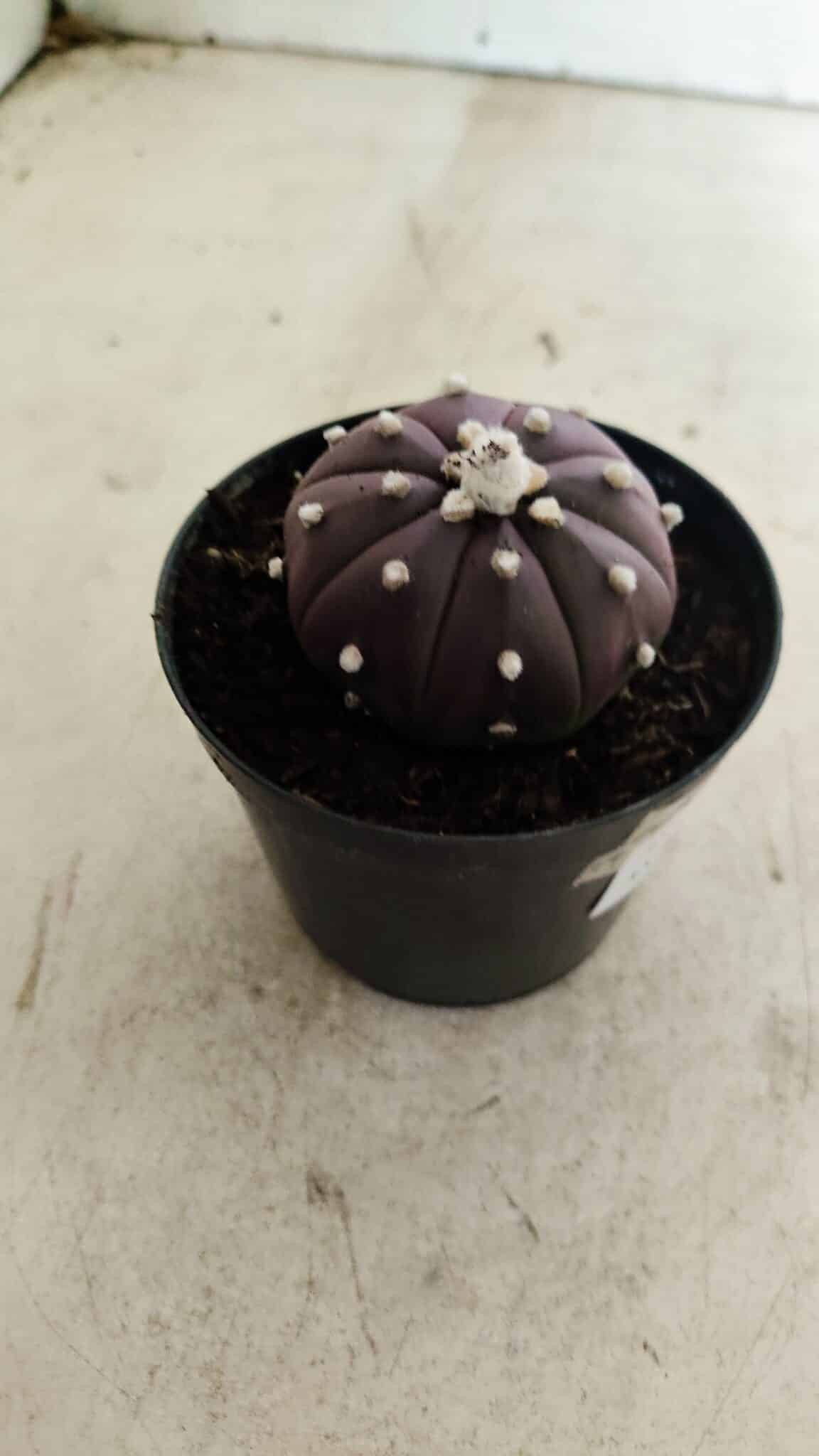 ASTROPHYTUM ASTERIAS “Purple”  Nº 1038 – vaso 09 - foto 6