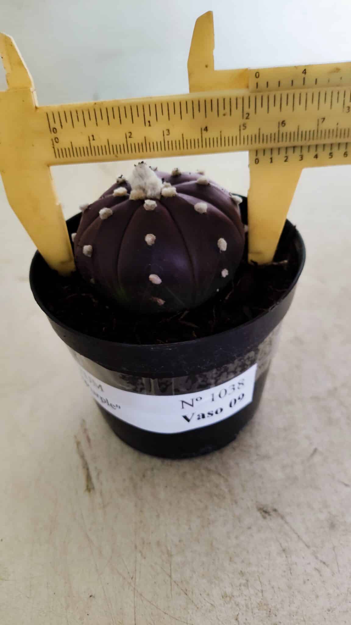 ASTROPHYTUM ASTERIAS “Purple”  Nº 1038 – vaso 09 - foto 4