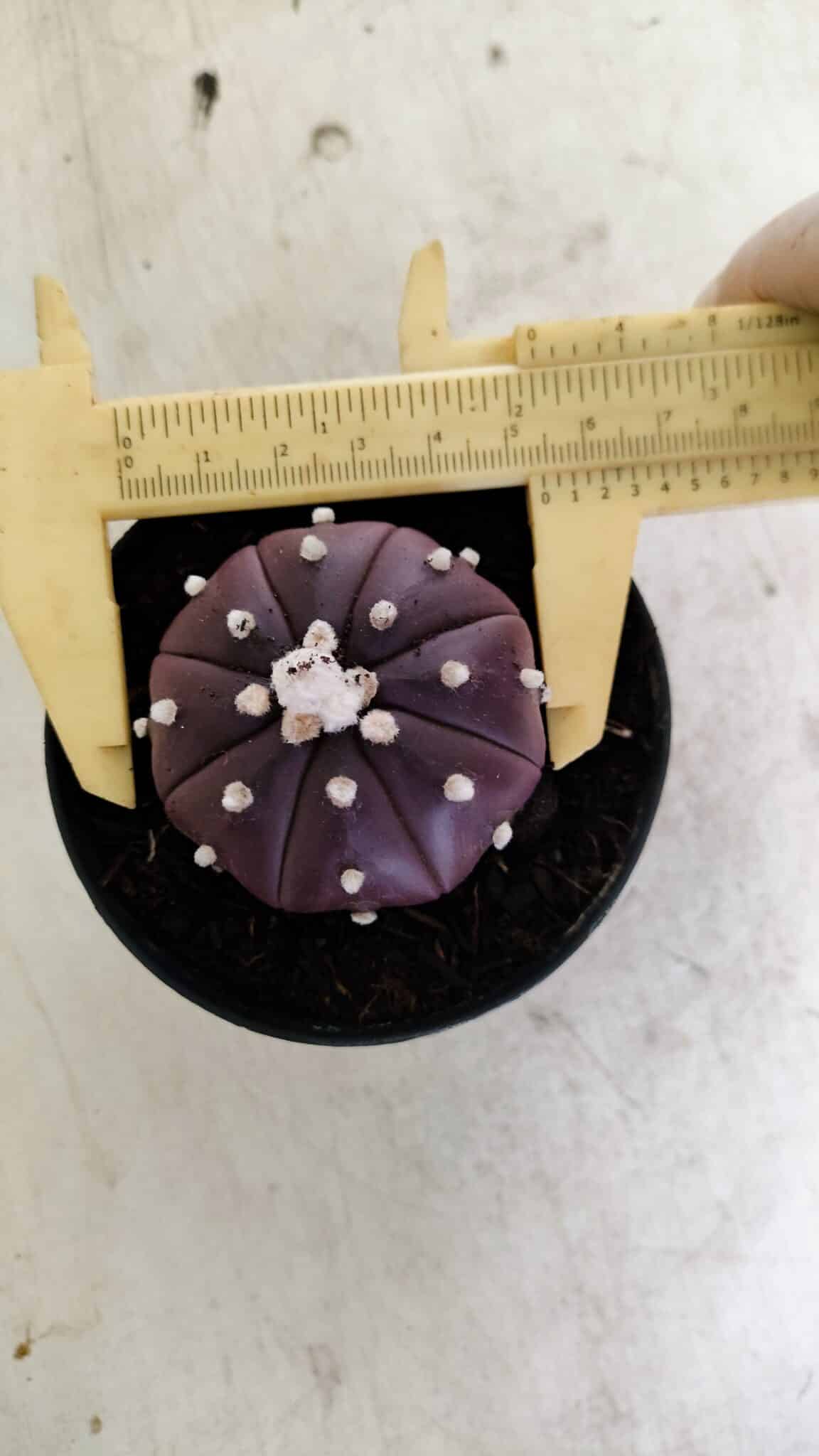 ASTROPHYTUM ASTERIAS “Purple”  Nº 1038 – vaso 09 - foto 5