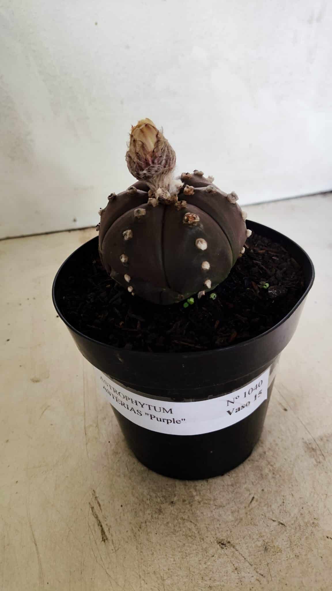 MATRIZ ASTROPHYTUM ASTERIAS “Purple - 6 Ribs”  Nº 1040 – vaso 15 - foto 2