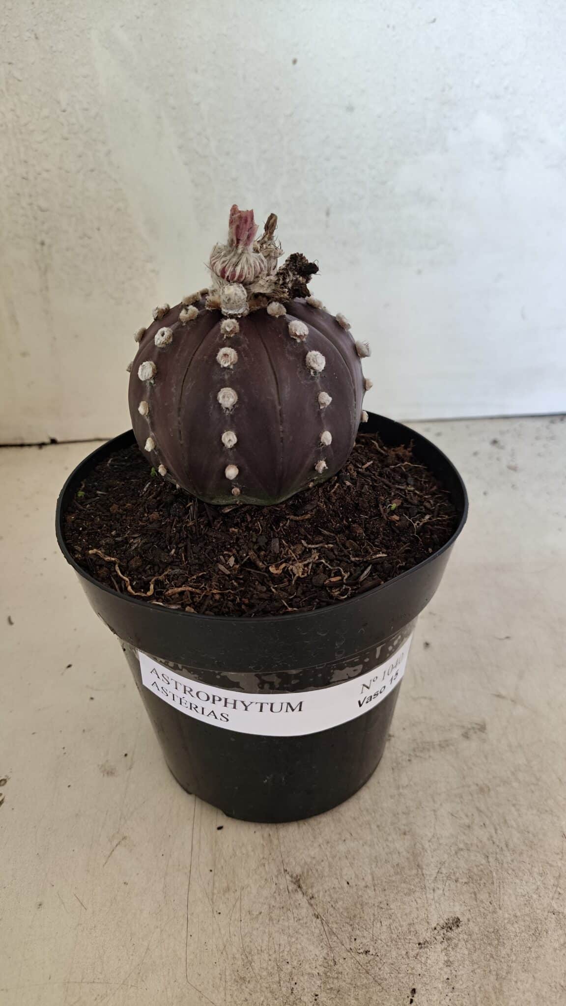 MATRIZ ASTROPHYTUM ASTERIAS “Purple”  Nº 1040 – vaso 15 - foto 2