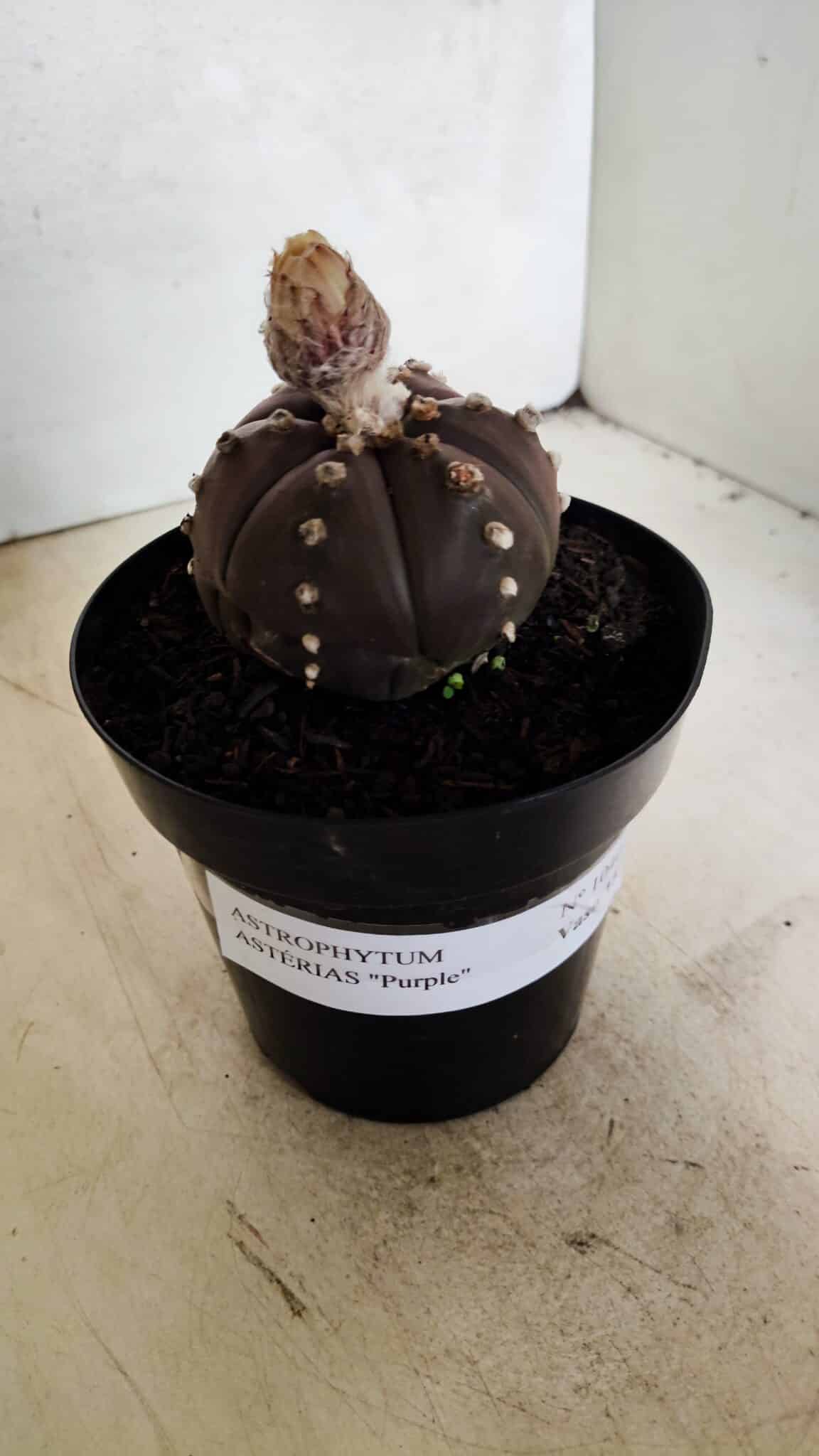 MATRIZ ASTROPHYTUM ASTERIAS “Purple - 6 Ribs”  Nº 1040 – vaso 15 - foto 10