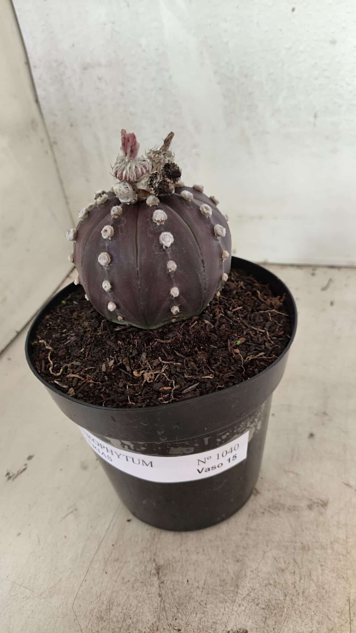 MATRIZ ASTROPHYTUM ASTERIAS “Purple”  Nº 1040 – vaso 15 - foto 10