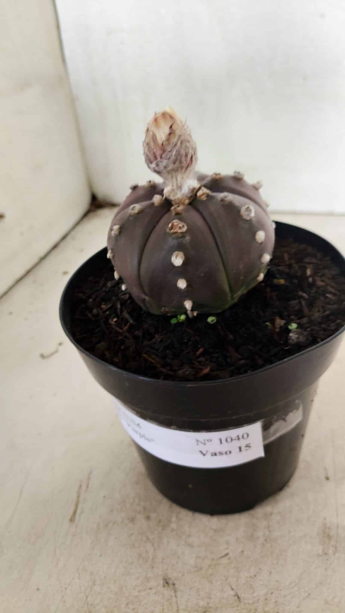 MATRIZ ASTROPHYTUM ASTERIAS “Purple - 6 Ribs”  Nº 1040 – vaso 15 - foto 9