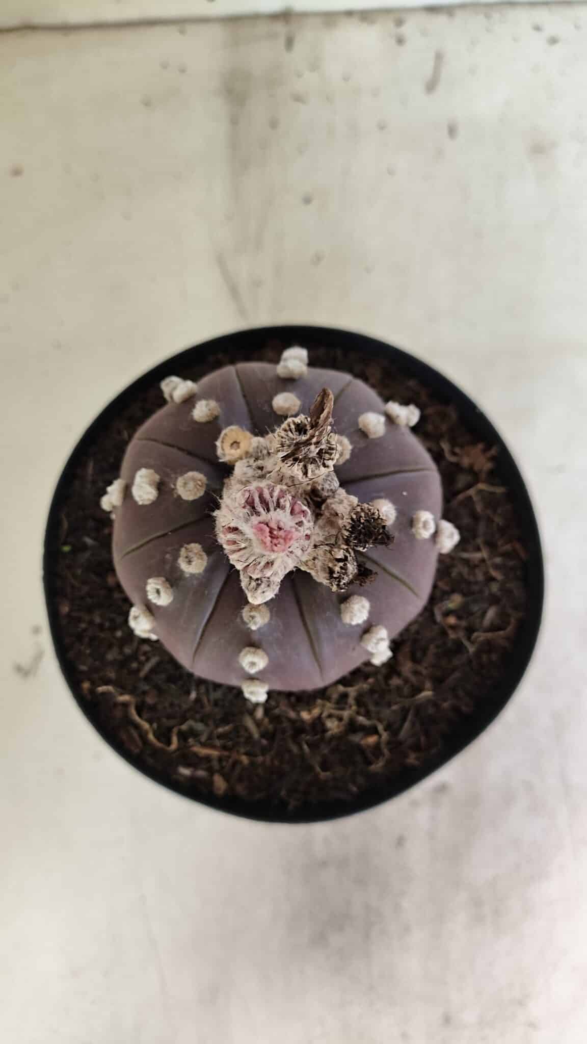 MATRIZ ASTROPHYTUM ASTERIAS “Purple”  Nº 1040 – vaso 15 - foto 3