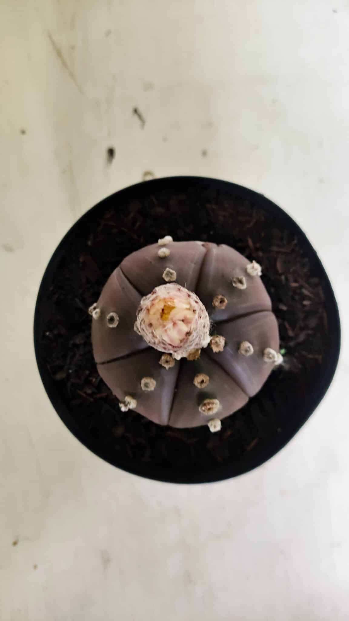 MATRIZ ASTROPHYTUM ASTERIAS “Purple - 6 Ribs”  Nº 1040 – vaso 15 - foto 3
