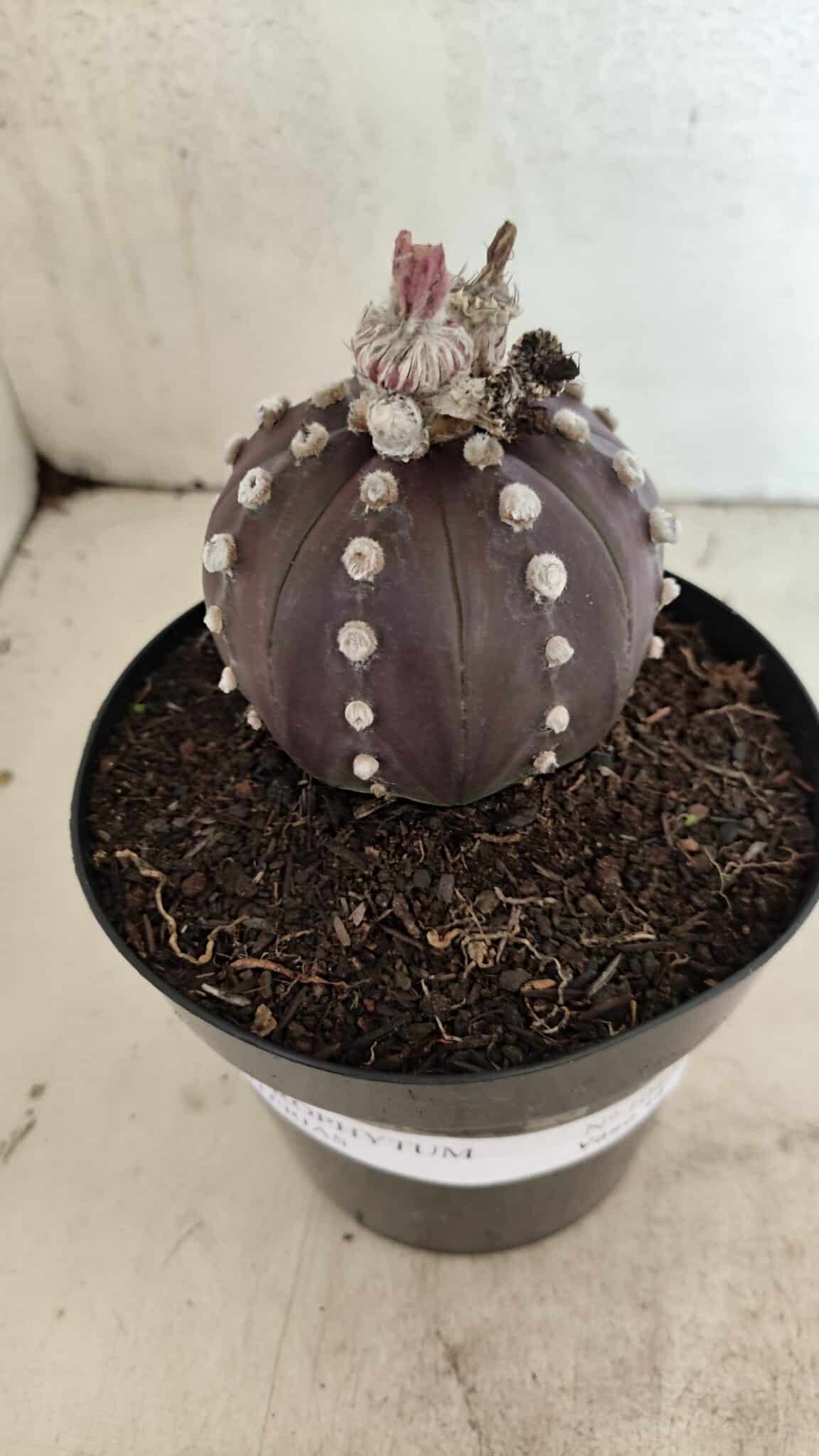 MATRIZ ASTROPHYTUM ASTERIAS “Purple”  Nº 1040 – vaso 15 - foto 9