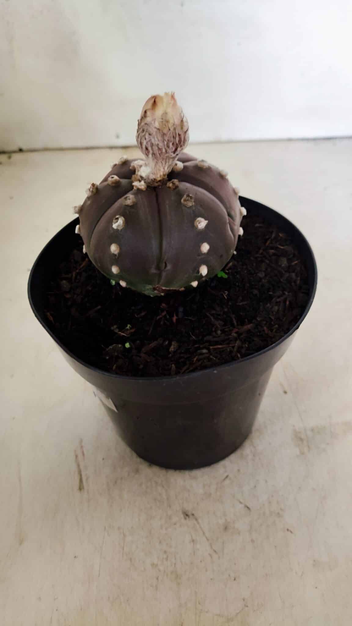 MATRIZ ASTROPHYTUM ASTERIAS “Purple - 6 Ribs”  Nº 1040 – vaso 15 - foto 8