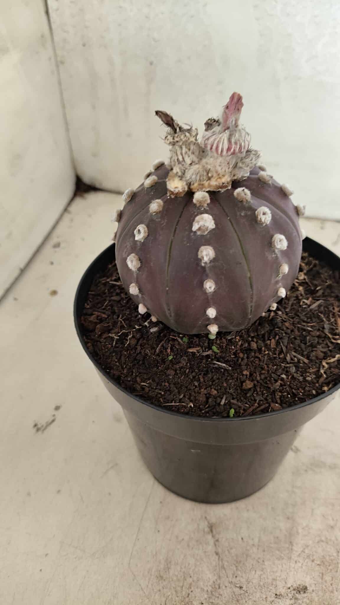 MATRIZ ASTROPHYTUM ASTERIAS “Purple”  Nº 1040 – vaso 15 - foto 8