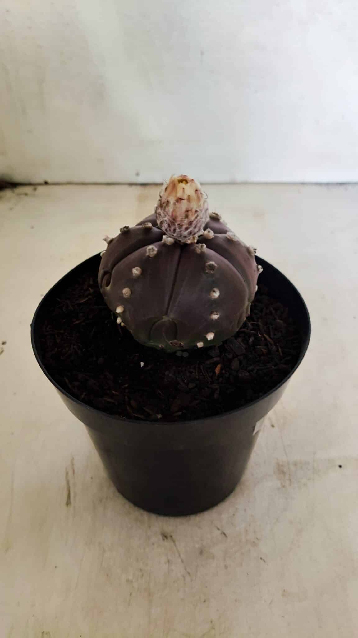 MATRIZ ASTROPHYTUM ASTERIAS “Purple - 6 Ribs”  Nº 1040 – vaso 15 - foto 7