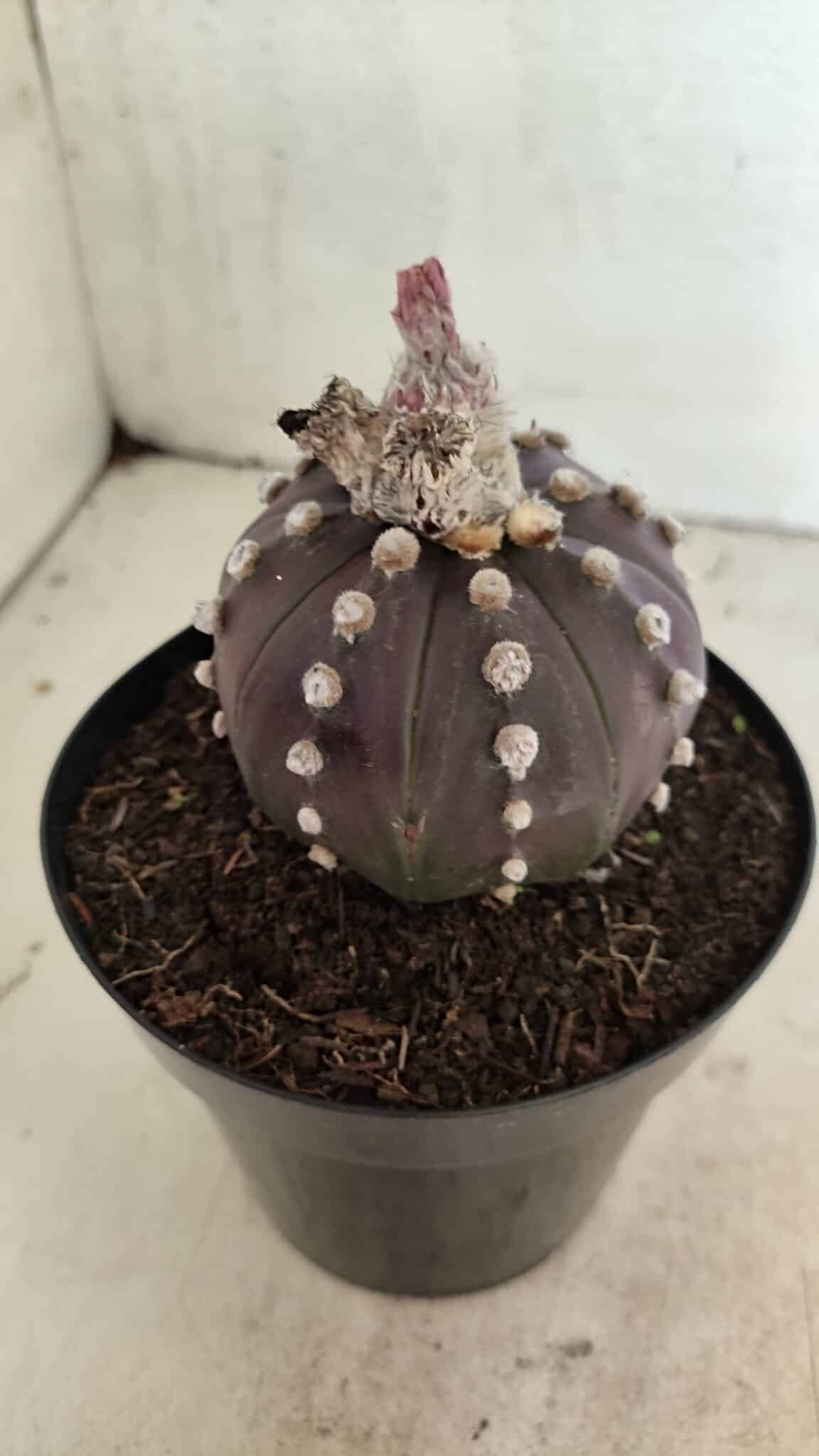 MATRIZ ASTROPHYTUM ASTERIAS “Purple”  Nº 1040 – vaso 15 - foto 6