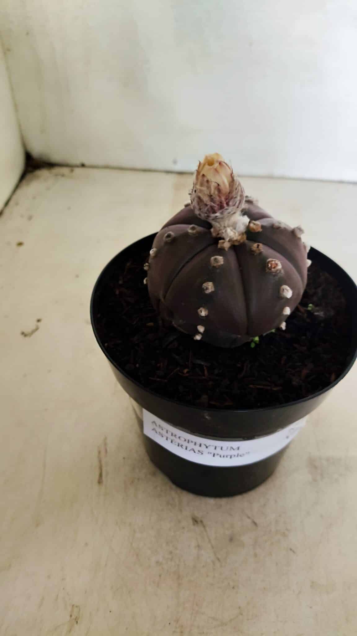 MATRIZ ASTROPHYTUM ASTERIAS “Purple - 6 Ribs”  Nº 1040 – vaso 15 - foto 6