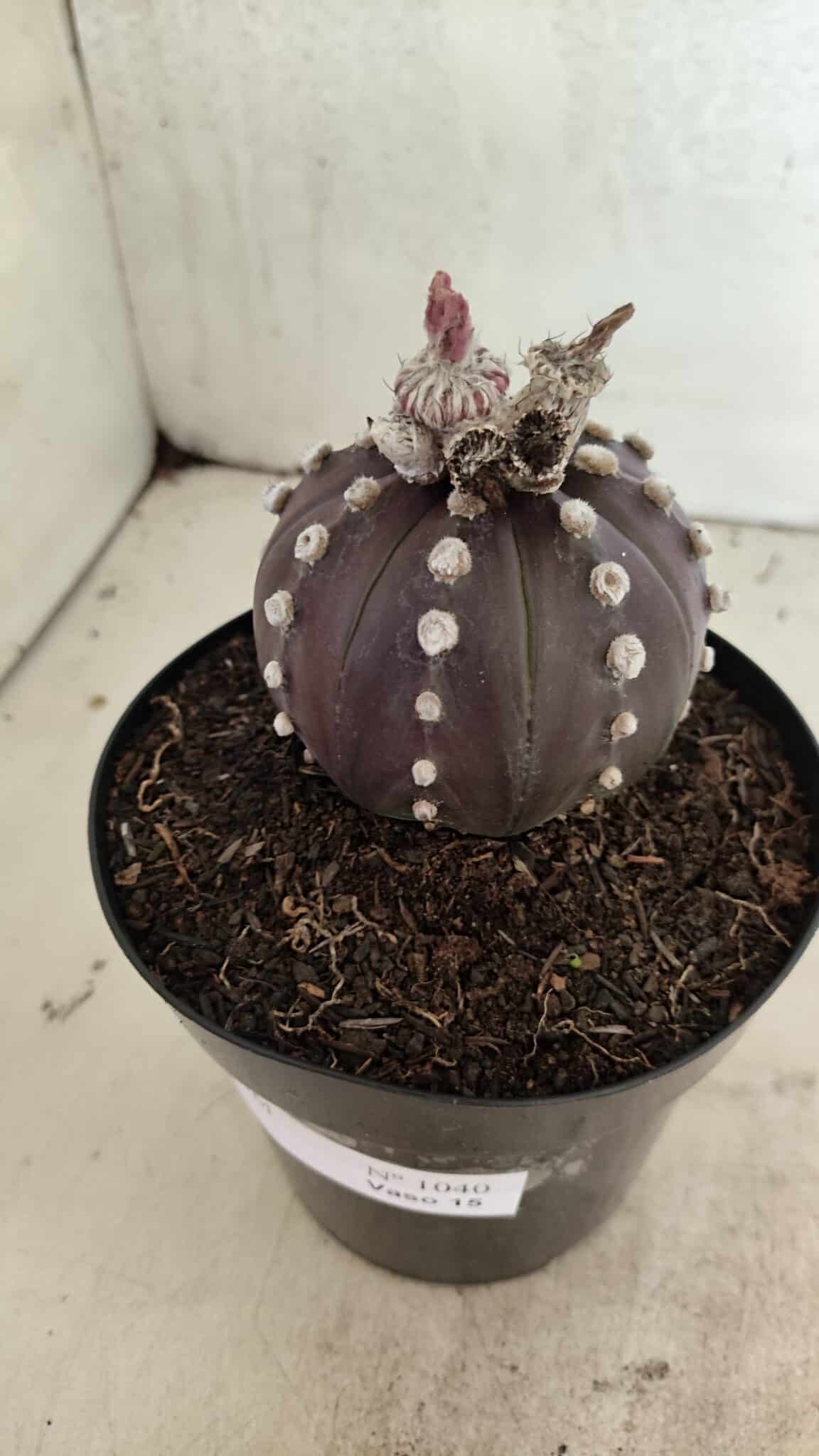 MATRIZ ASTROPHYTUM ASTERIAS “Purple”  Nº 1040 – vaso 15 - foto 7