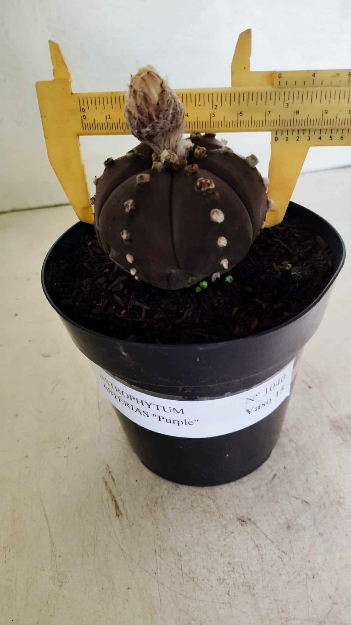 MATRIZ ASTROPHYTUM ASTERIAS “Purple - 6 Ribs”  Nº 1040 – vaso 15 - foto 4