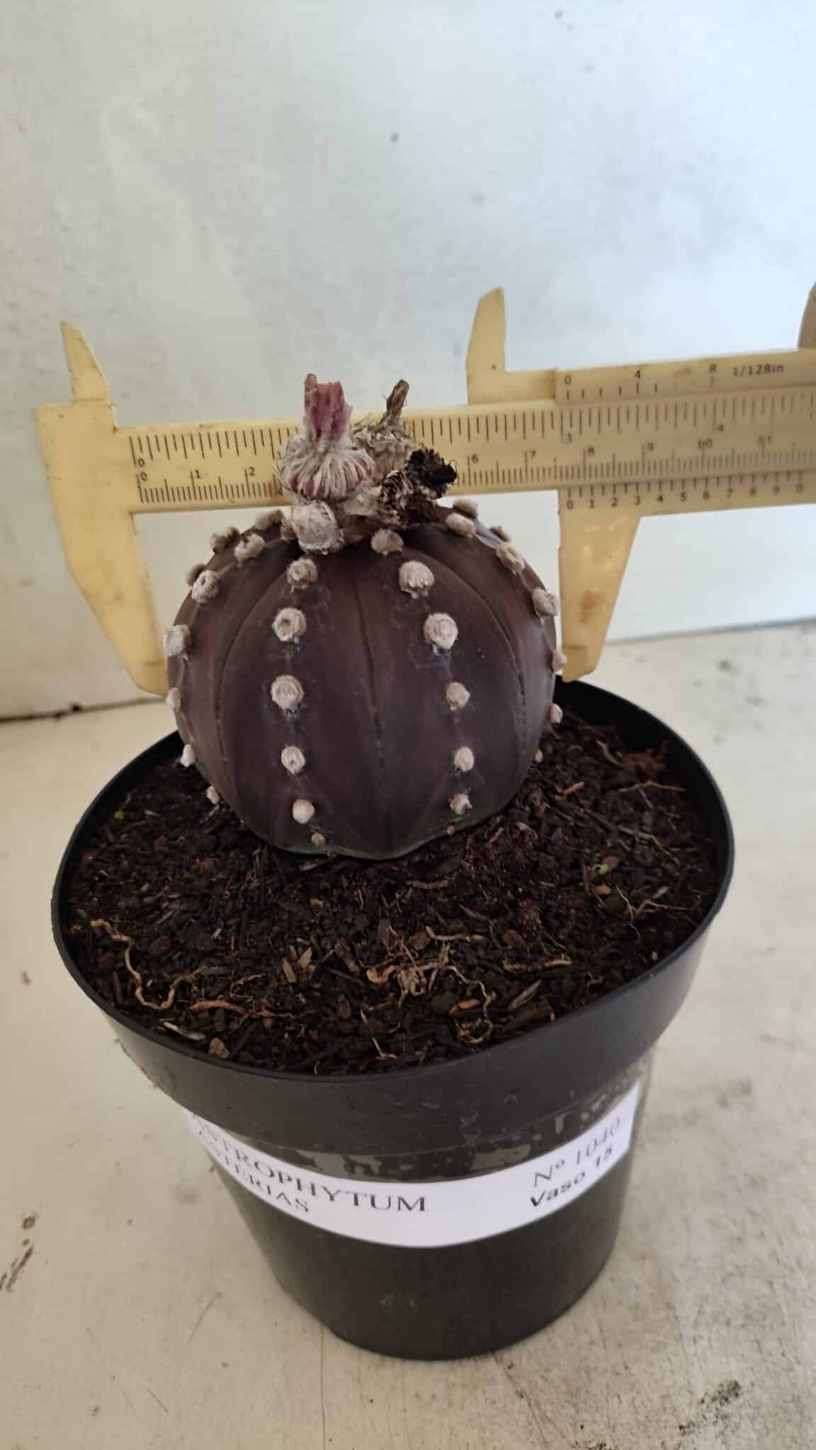 MATRIZ ASTROPHYTUM ASTERIAS “Purple”  Nº 1040 – vaso 15 - foto 4