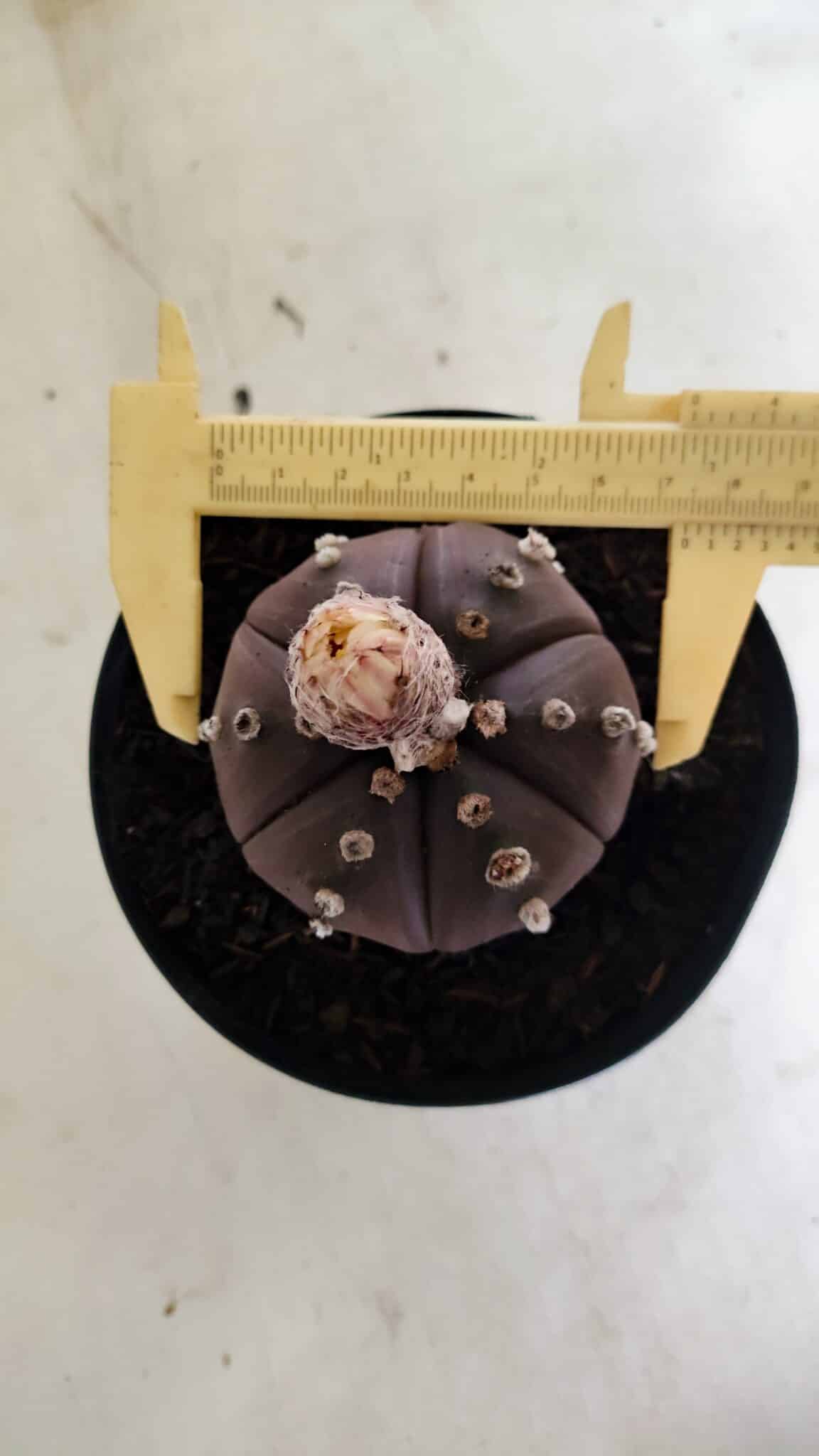 MATRIZ ASTROPHYTUM ASTERIAS “Purple - 6 Ribs”  Nº 1040 – vaso 15 - foto 5