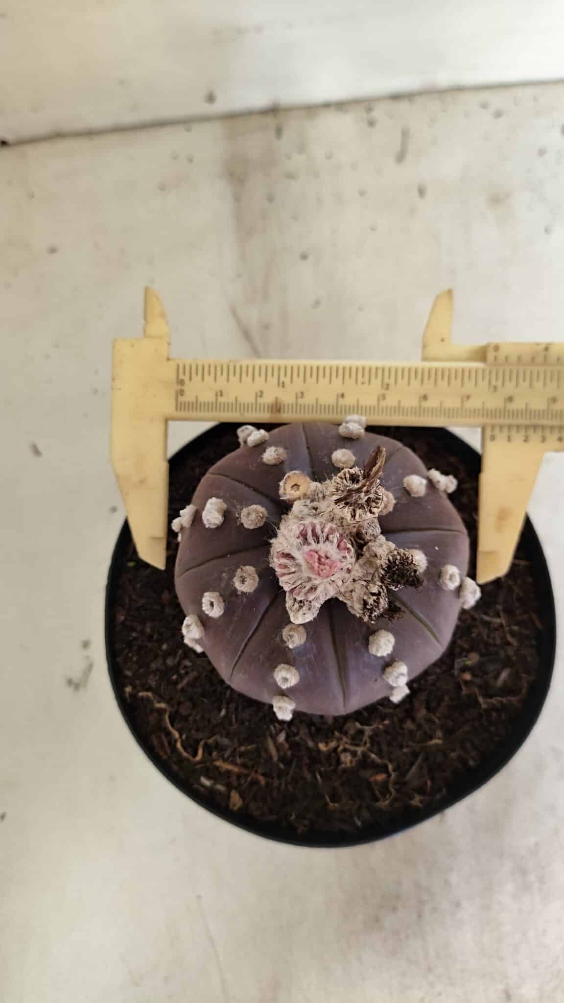 MATRIZ ASTROPHYTUM ASTERIAS “Purple”  Nº 1040 – vaso 15 - foto 5