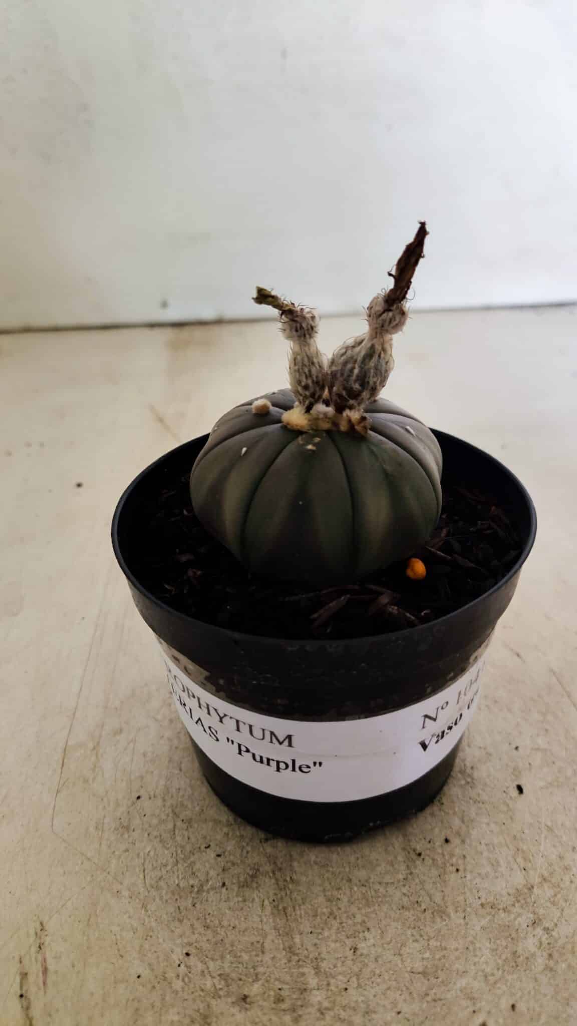 ASTROPHYTUM ASTERIAS “Purple”  Nº 1041 – vaso 09 - foto 2