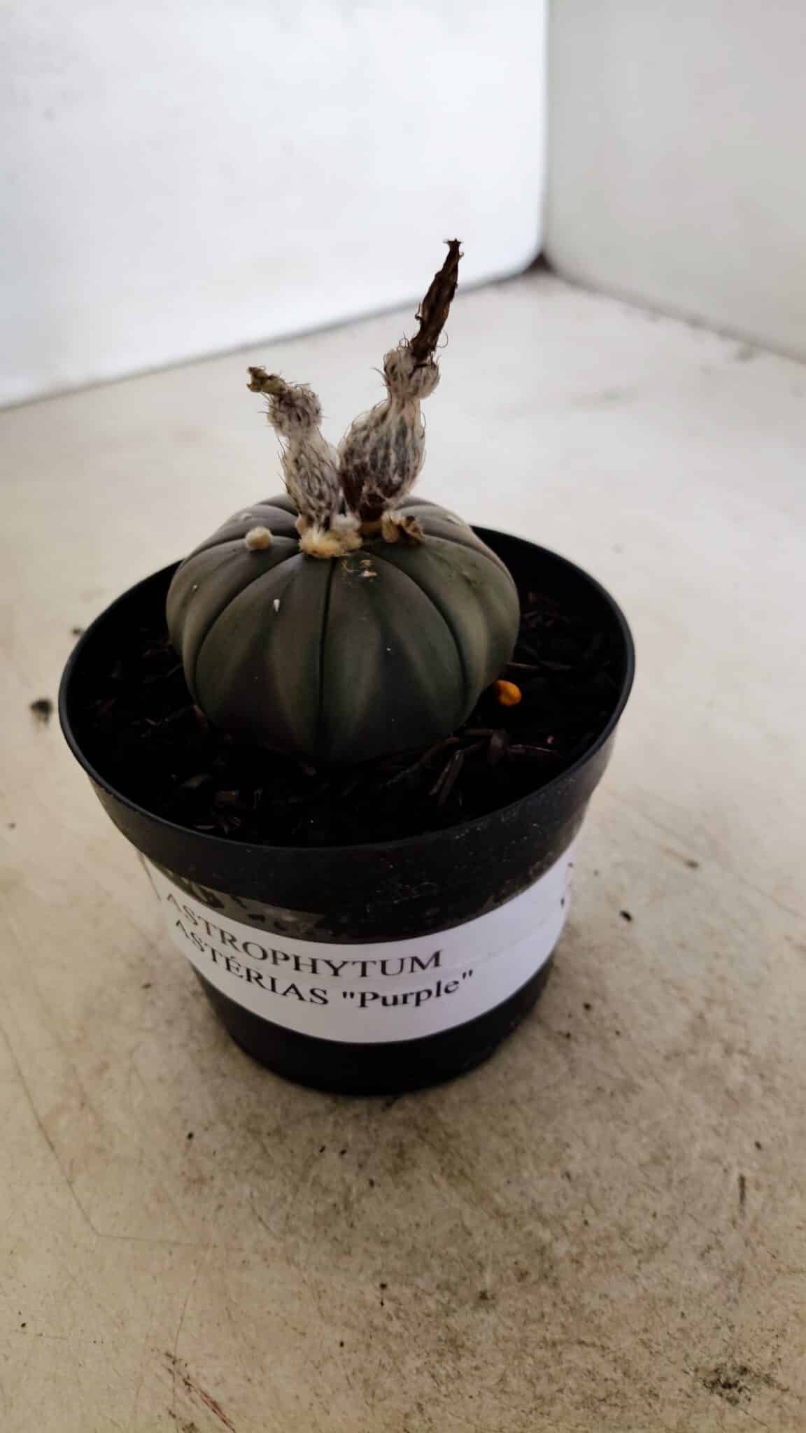 ASTROPHYTUM ASTERIAS “Purple”  Nº 1041 – vaso 09 - foto 9