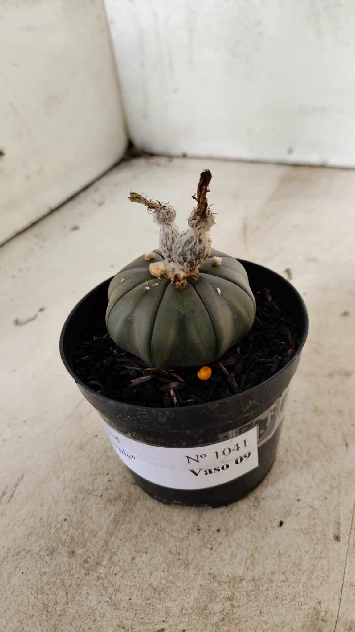 ASTROPHYTUM ASTERIAS “Purple”  Nº 1041 – vaso 09 - foto 8