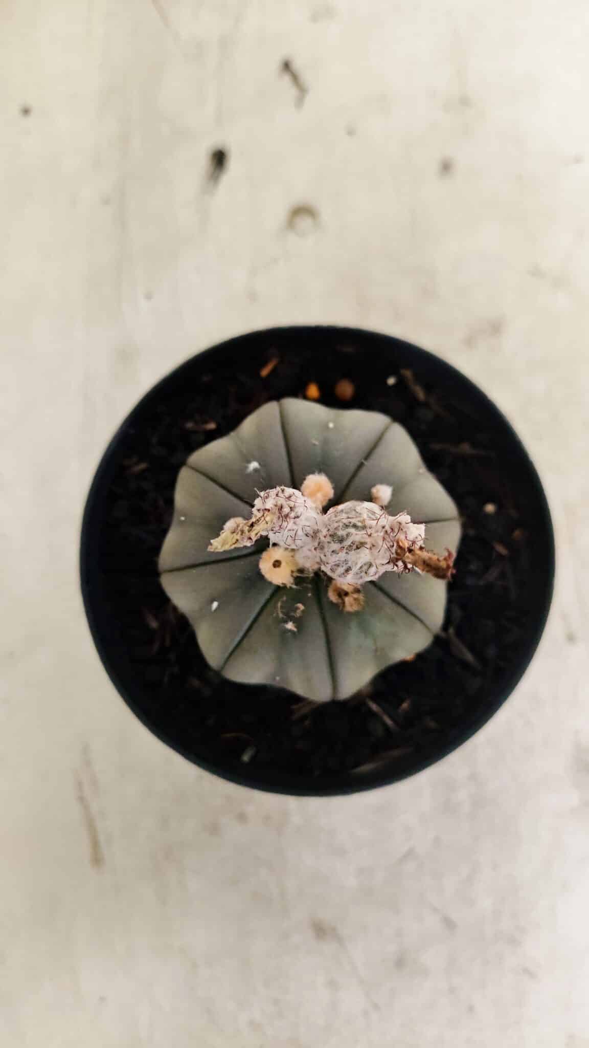 ASTROPHYTUM ASTERIAS “Purple”  Nº 1041 – vaso 09 - foto 3