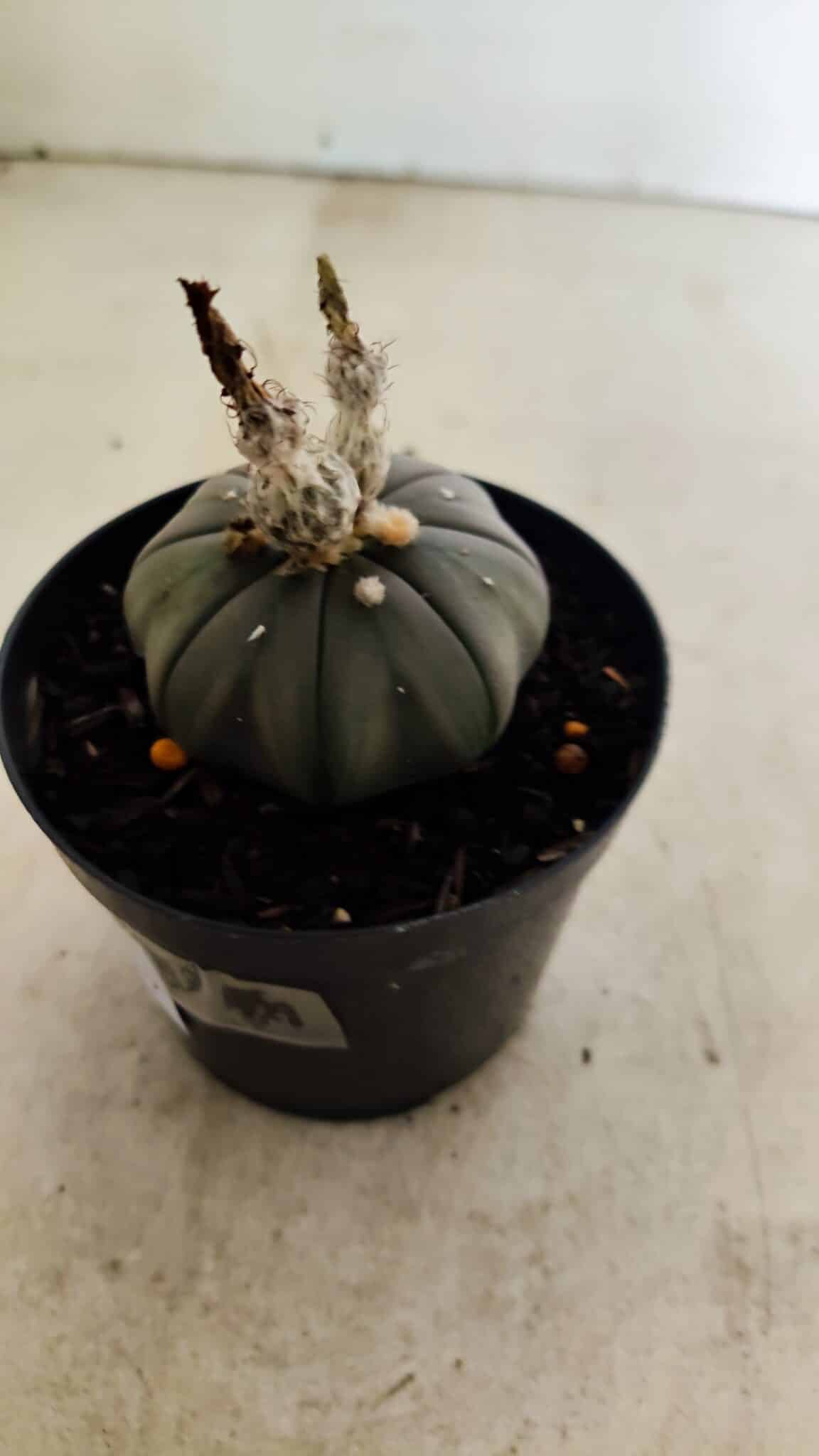 ASTROPHYTUM ASTERIAS “Purple”  Nº 1041 – vaso 09 - foto 7