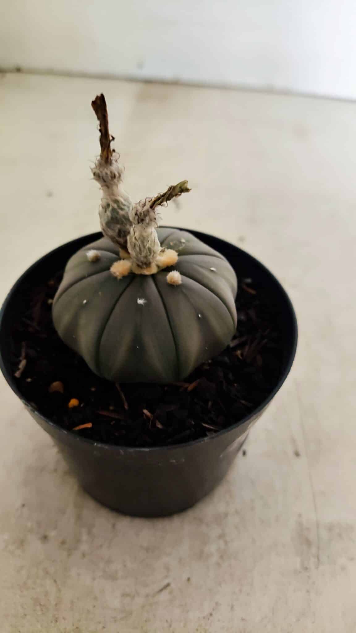 ASTROPHYTUM ASTERIAS “Purple”  Nº 1041 – vaso 09 - foto 6