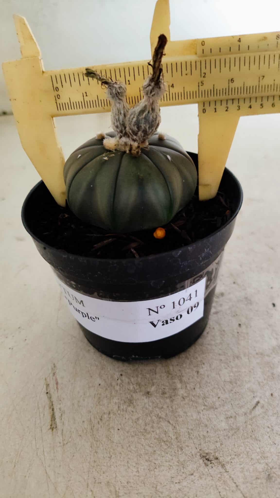 ASTROPHYTUM ASTERIAS “Purple”  Nº 1041 – vaso 09 - foto 4