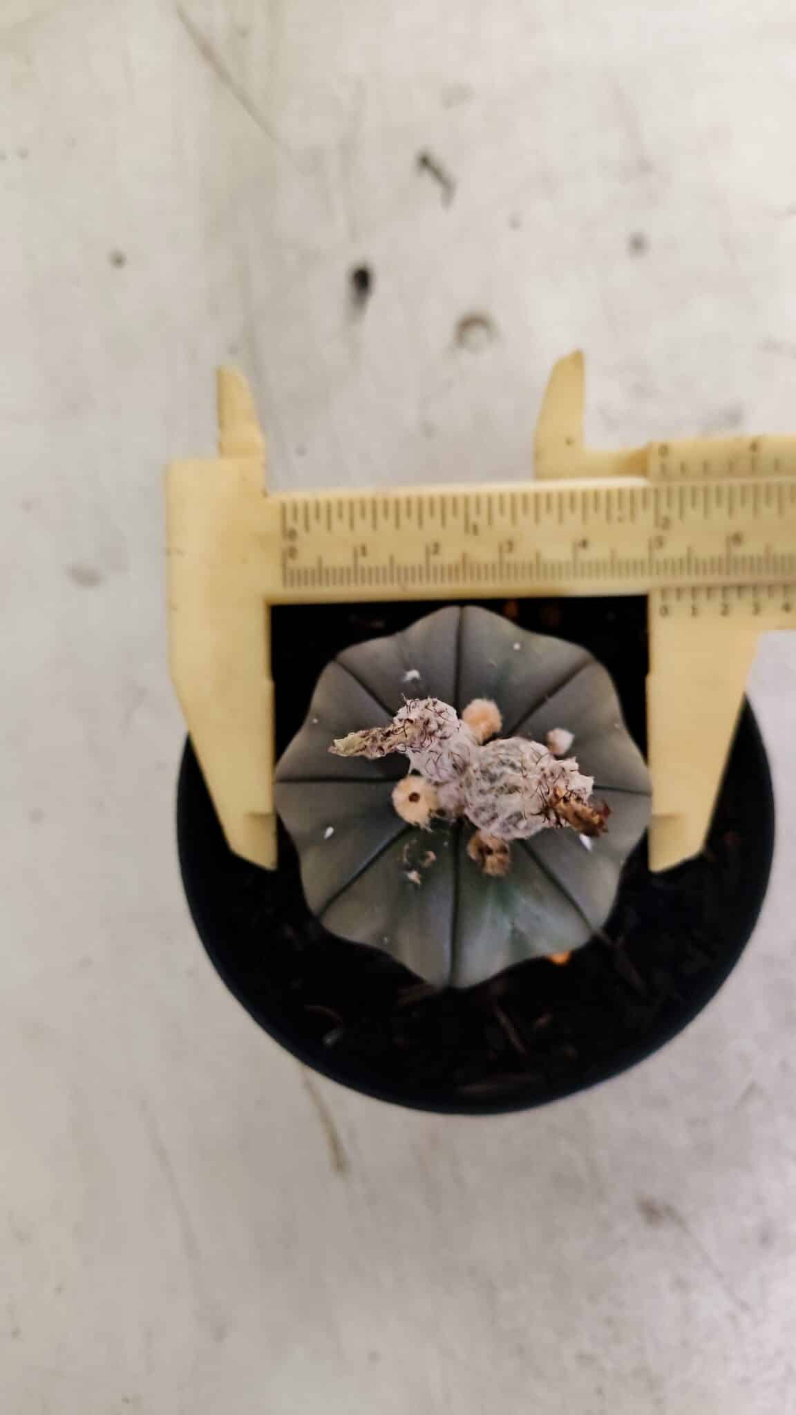 ASTROPHYTUM ASTERIAS “Purple”  Nº 1041 – vaso 09 - foto 5