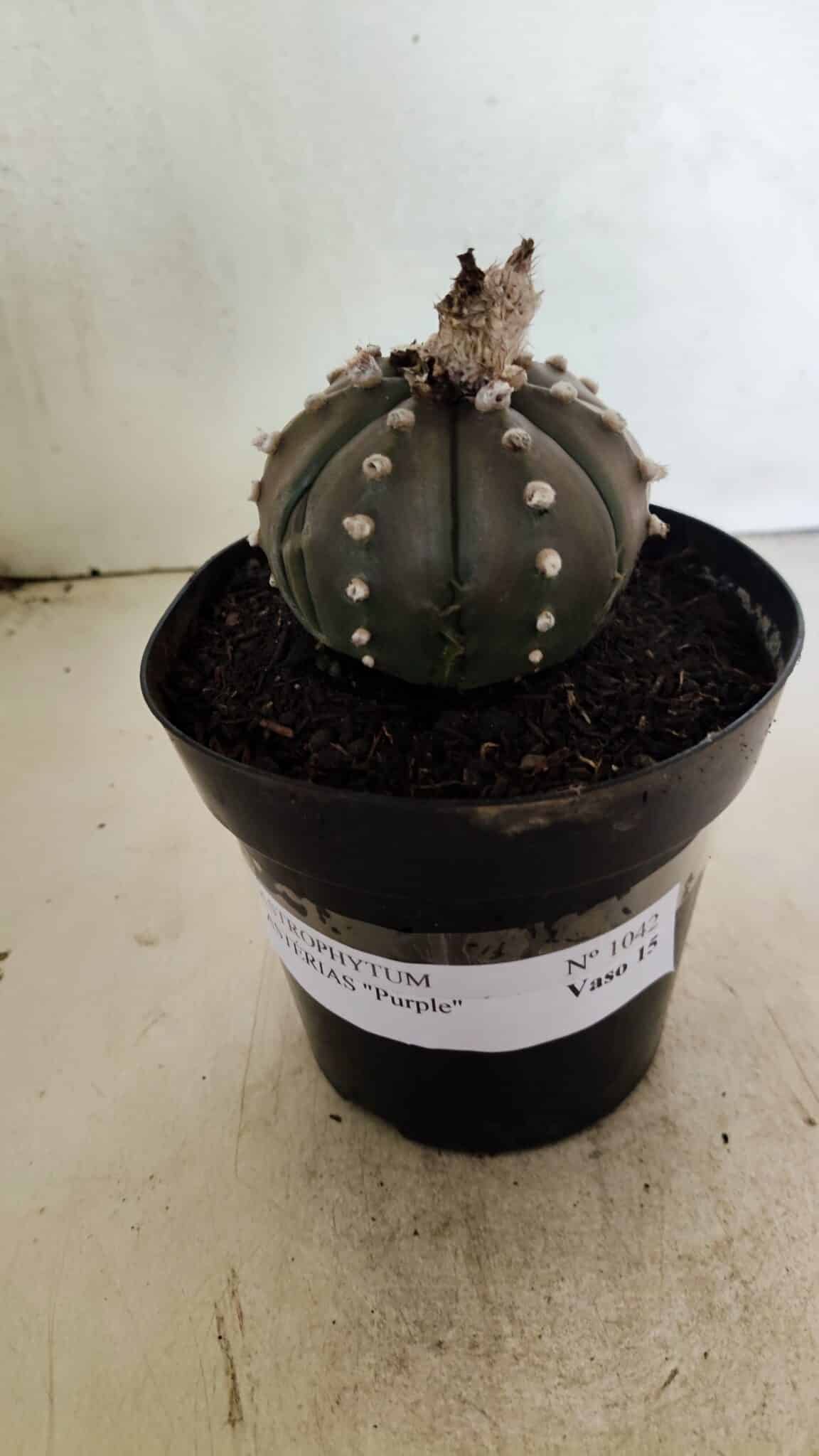 MATRIZ ASTROPHYTUM ASTERIAS “Purple”  Nº 1042 – vaso 15 - foto 2