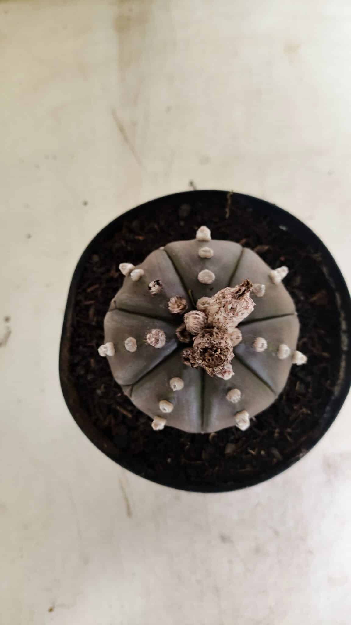 MATRIZ ASTROPHYTUM ASTERIAS “Purple”  Nº 1042 – vaso 15 - foto 3