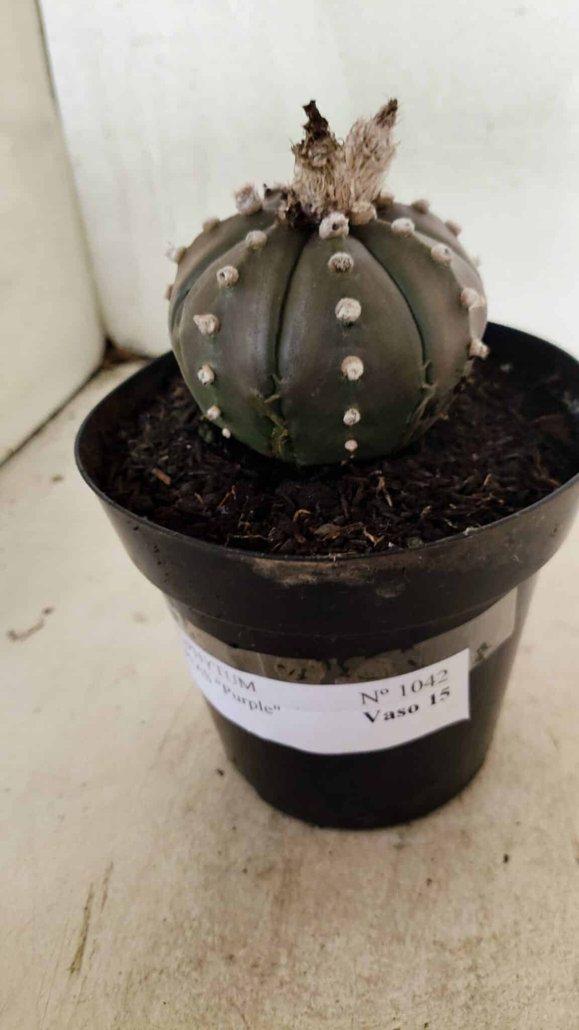 MATRIZ ASTROPHYTUM ASTERIAS “Purple”  Nº 1042 – vaso 15 - foto 9