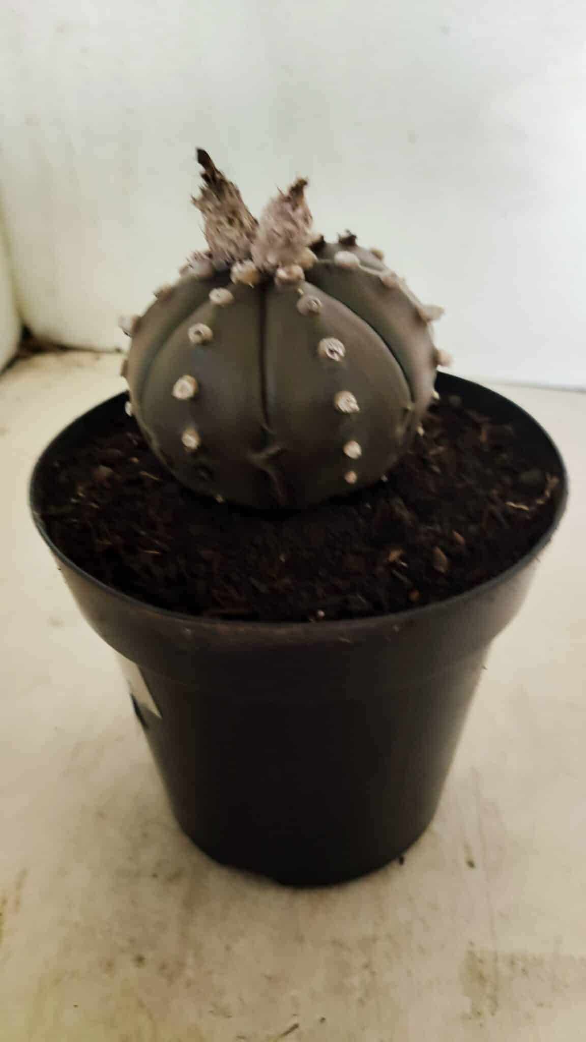 MATRIZ ASTROPHYTUM ASTERIAS “Purple”  Nº 1042 – vaso 15 - foto 8