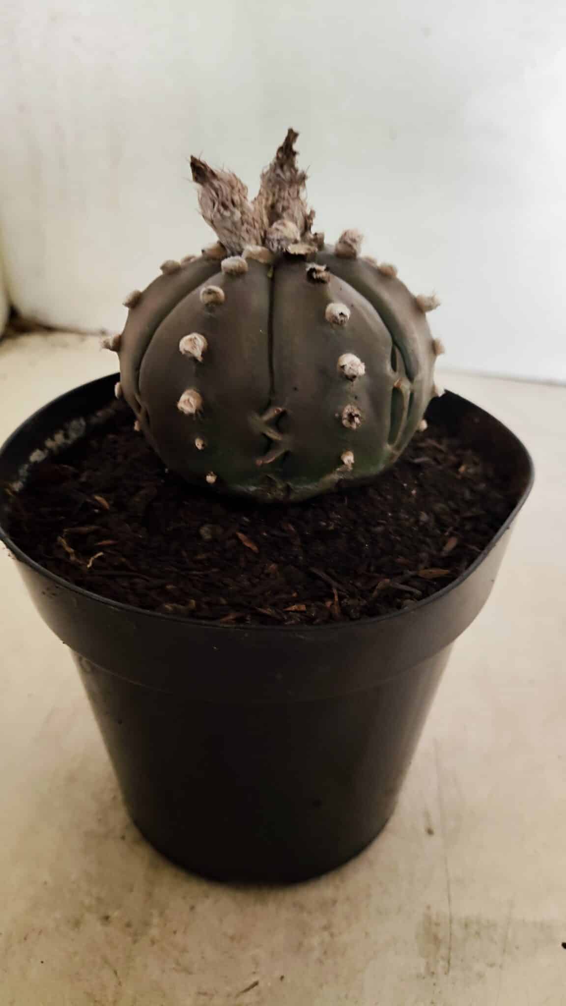 MATRIZ ASTROPHYTUM ASTERIAS “Purple”  Nº 1042 – vaso 15 - foto 7
