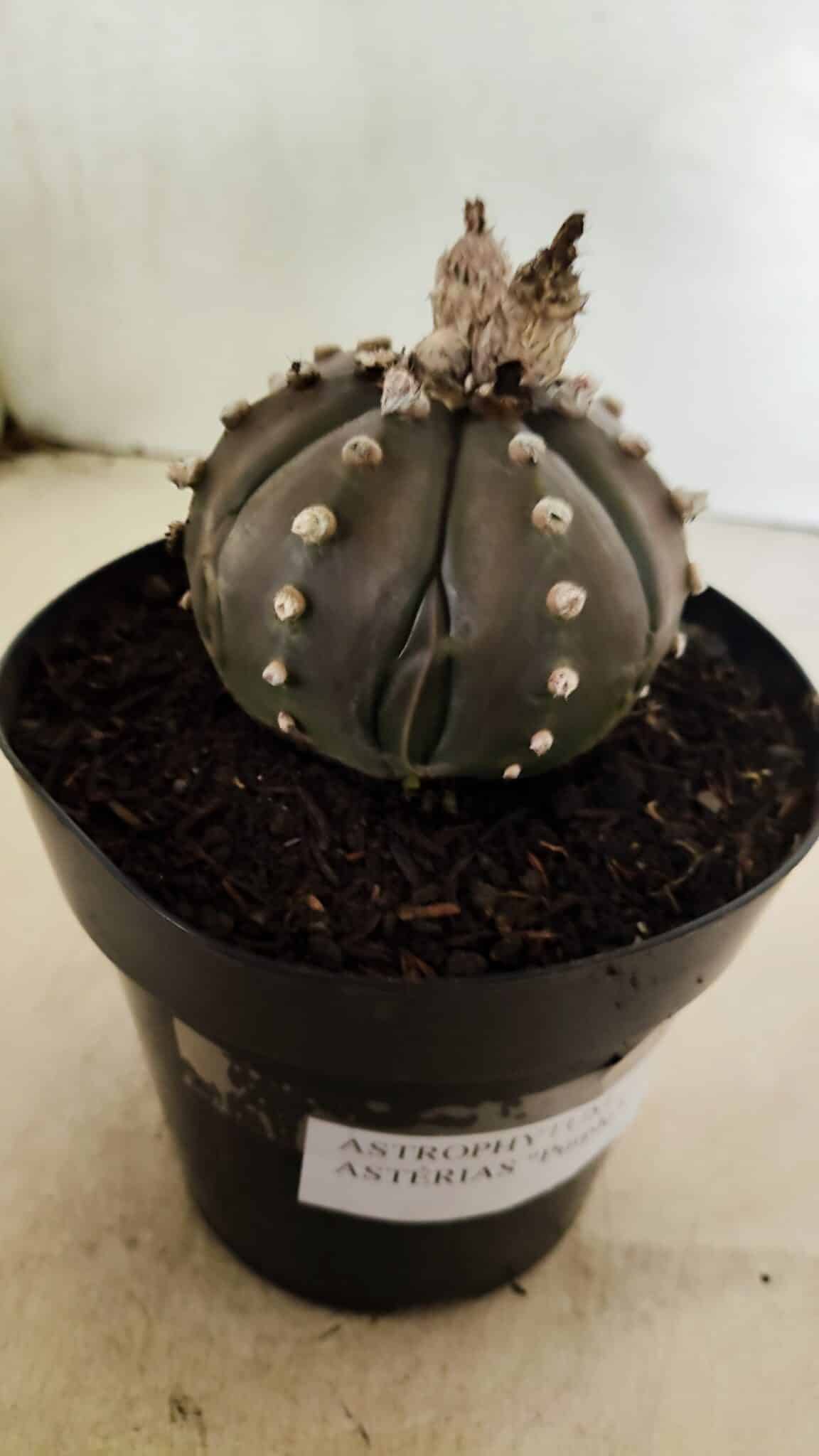 MATRIZ ASTROPHYTUM ASTERIAS “Purple”  Nº 1042 – vaso 15 - foto 6
