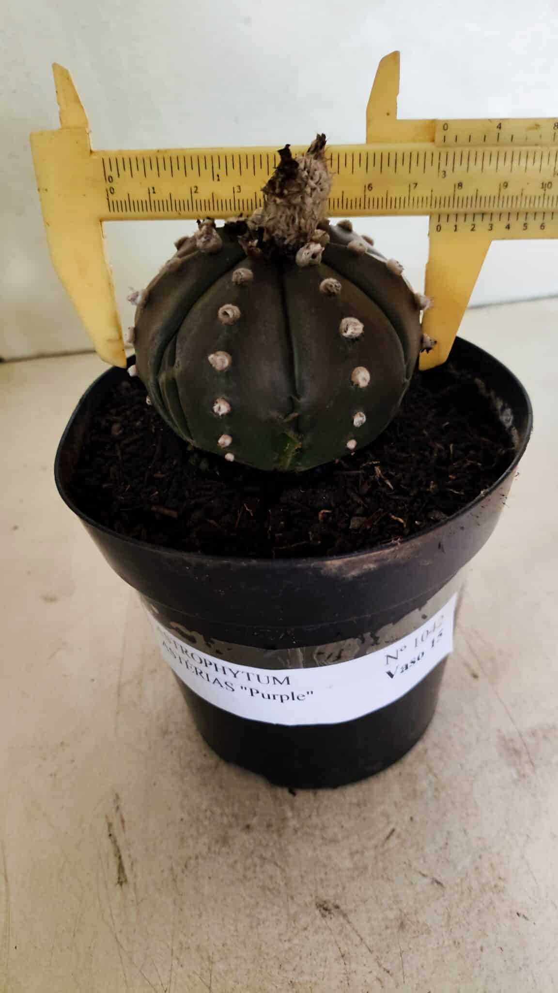 MATRIZ ASTROPHYTUM ASTERIAS “Purple”  Nº 1042 – vaso 15 - foto 4