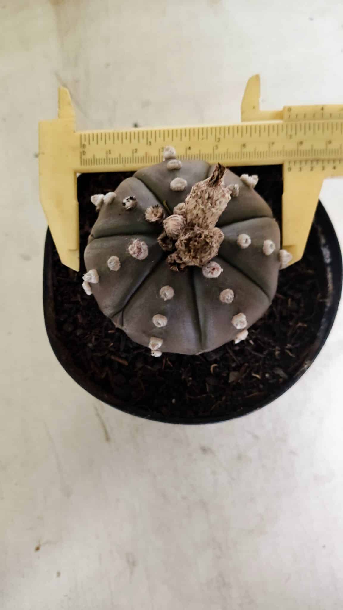 MATRIZ ASTROPHYTUM ASTERIAS “Purple”  Nº 1042 – vaso 15 - foto 5
