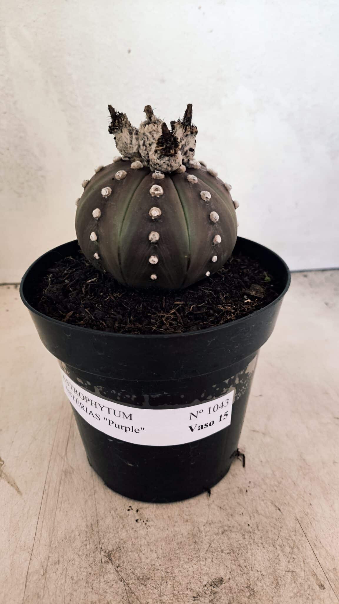 MATRIZ ASTROPHYTUM ASTERIAS “Purple”  Nº 1043 – vaso 15 - foto 2