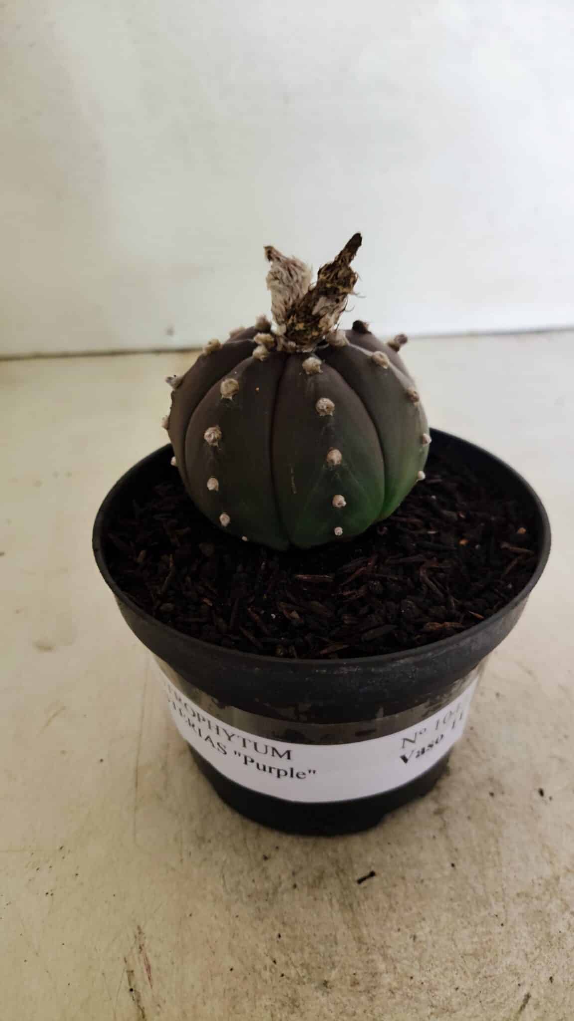 ASTROPHYTUM ASTERIAS “Purple”  Nº 1043 – vaso 11 - foto 2