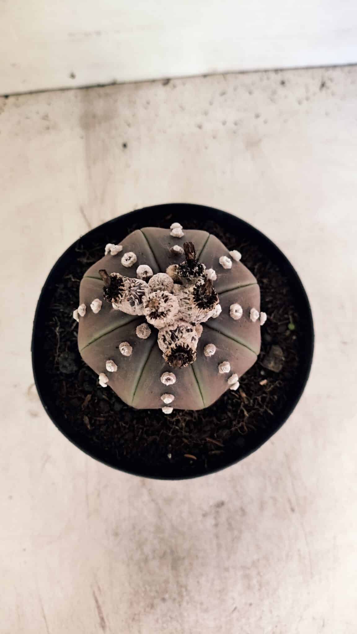 MATRIZ ASTROPHYTUM ASTERIAS “Purple”  Nº 1043 – vaso 15 - foto 3