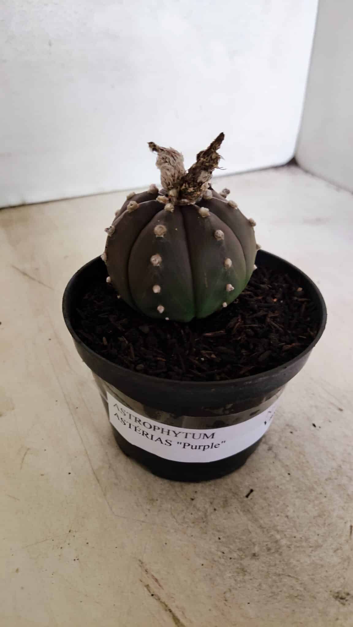 ASTROPHYTUM ASTERIAS “Purple”  Nº 1043 – vaso 11 - foto 9